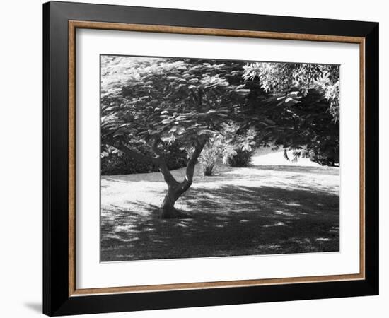 Bermuda Foliage, Bermuda 94-Monte Nagler-Framed Photographic Print