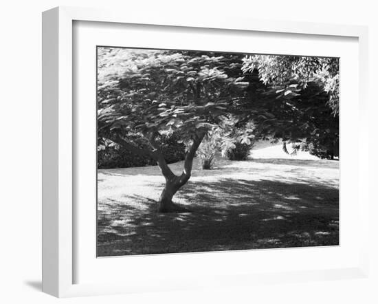 Bermuda Foliage, Bermuda 94-Monte Nagler-Framed Photographic Print