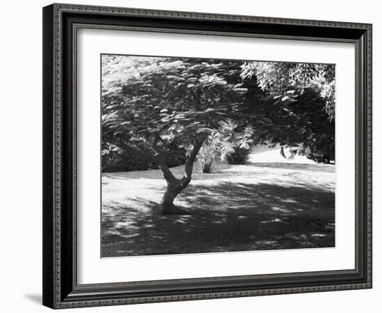 Bermuda Foliage, Bermuda 94-Monte Nagler-Framed Photographic Print