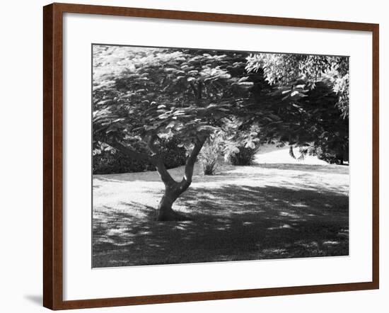 Bermuda Foliage, Bermuda 94-Monte Nagler-Framed Photographic Print