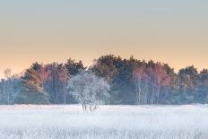 Oak in Heather at sunrise, Klein Schietveld, Belgium-Bernard Castelein-Photographic Print