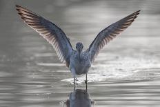 Common greenshank wading in river, The Gambia-Bernard Castelein-Photographic Print