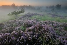 Oak in Heather at sunrise, Klein Schietveld, Belgium-Bernard Castelein-Photographic Print