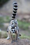 Black Lemur (Eulemur Macaco) Male, Nosy Komba, Madagascar-Bernard Castelein-Framed Premier Image Canvas