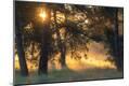 Photographic Print