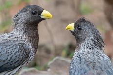 Two Western grey plantain-eaters, The Gambia-Bernard Castelein-Photographic Print