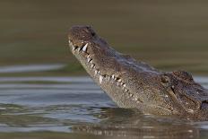 West African crocodile raising its head above water, The Gambia-Bernard Castelein-Photographic Print