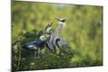Premium Photographic Print