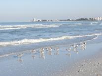 Laughing Gulls Along Crescent Beach, Sarasota, Florida, USA-Bernard Friel-Photographic Print