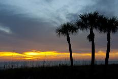 Laughing Gulls Along Crescent Beach, Sarasota, Florida, USA-Bernard Friel-Photographic Print