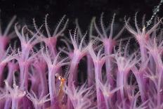 Zebra Anemonie Shrimp-Bernard Radvaner-Framed Photographic Print