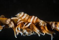 Zebra Anemonie Shrimp-Bernard Radvaner-Photographic Print