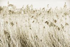 Up in the Long Grass-Bernard Webb-Framed Giclee Print