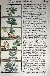 Medicinal Plants-Bernardino De Sahagun-Premier Image Canvas