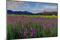 Premium Photographic Print