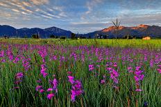 Slovenia, Alps, Narcissi Narcissus Poeticus in Front of the Julischen Alps-Bernd Rommelt-Photographic Print