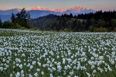 Slovenia, Alps, Narcissi Narcissus Poeticus in Front of the Julischen Alps-Bernd Rommelt-Photographic Print