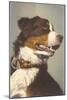 Bernese Dog with Collar-null-Mounted Art Print