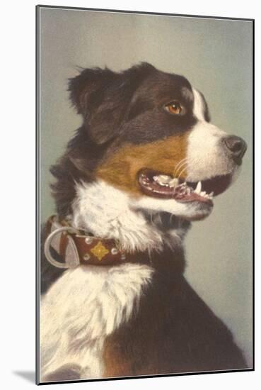 Bernese Dog with Collar-null-Mounted Art Print