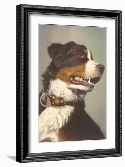 Bernese Dog with Collar-null-Framed Art Print