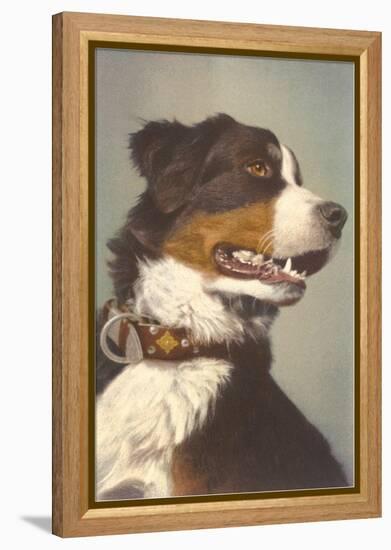 Bernese Dog with Collar-null-Framed Stretched Canvas