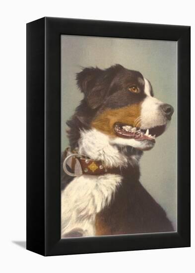 Bernese Dog with Collar-null-Framed Stretched Canvas