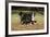 Bernese Mountain Dog 04-Bob Langrish-Framed Photographic Print
