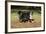 Bernese Mountain Dog 04-Bob Langrish-Framed Photographic Print