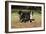 Bernese Mountain Dog 04-Bob Langrish-Framed Photographic Print