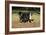 Bernese Mountain Dog 04-Bob Langrish-Framed Photographic Print