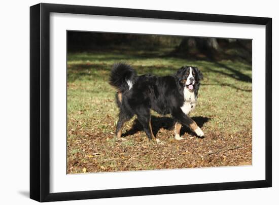 Bernese Mountain Dog 04-Bob Langrish-Framed Photographic Print