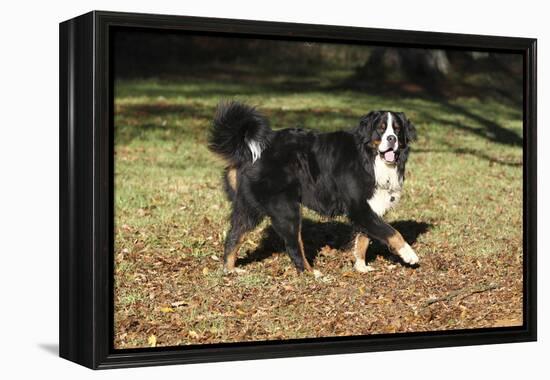 Bernese Mountain Dog 04-Bob Langrish-Framed Premier Image Canvas