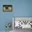 Bernese Mountain Dog 04-Bob Langrish-Framed Premier Image Canvas displayed on a wall