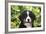 Bernese Mountain Dog 08-Bob Langrish-Framed Photographic Print