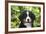 Bernese Mountain Dog 08-Bob Langrish-Framed Photographic Print