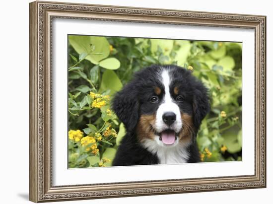 Bernese Mountain Dog 08-Bob Langrish-Framed Photographic Print