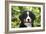 Bernese Mountain Dog 08-Bob Langrish-Framed Photographic Print