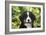 Bernese Mountain Dog 08-Bob Langrish-Framed Photographic Print