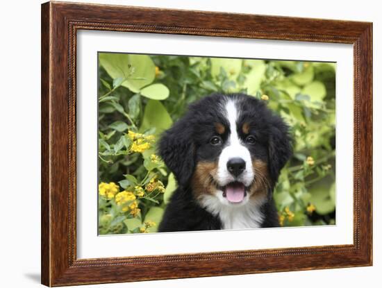 Bernese Mountain Dog 08-Bob Langrish-Framed Photographic Print