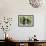 Bernese Mountain Dog 08-Bob Langrish-Framed Photographic Print displayed on a wall