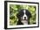 Bernese Mountain Dog 08-Bob Langrish-Framed Photographic Print