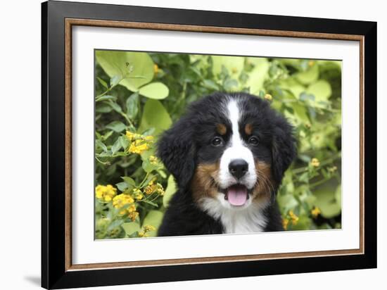 Bernese Mountain Dog 08-Bob Langrish-Framed Photographic Print