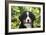 Bernese Mountain Dog 08-Bob Langrish-Framed Photographic Print