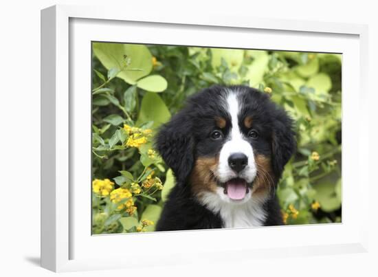 Bernese Mountain Dog 08-Bob Langrish-Framed Photographic Print