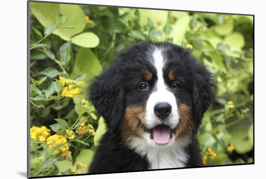 Bernese Mountain Dog 08-Bob Langrish-Mounted Photographic Print