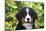 Bernese Mountain Dog 08-Bob Langrish-Mounted Photographic Print