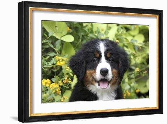 Bernese Mountain Dog 08-Bob Langrish-Framed Photographic Print