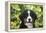 Bernese Mountain Dog 08-Bob Langrish-Framed Premier Image Canvas