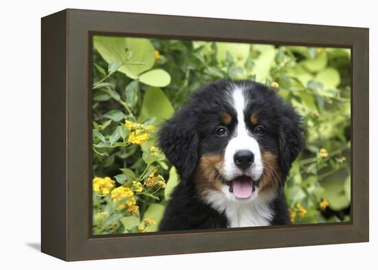 Bernese Mountain Dog 08-Bob Langrish-Framed Premier Image Canvas