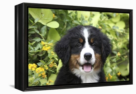 Bernese Mountain Dog 08-Bob Langrish-Framed Premier Image Canvas